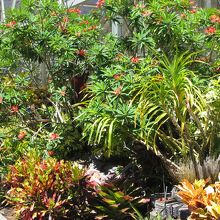 彩りよく植えられた植物