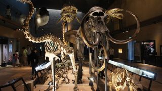 大人でも、初めてみれば、この展示にはワクワクしてしまうと思います