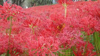 曼珠沙華　みごとな群生でした。　