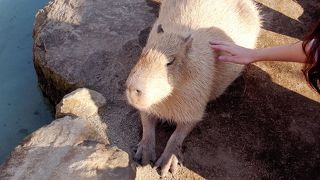 カピパラにも触れる！