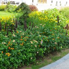 花壇があり、お花が咲いていました