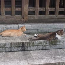 境内の猫たち