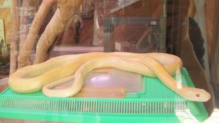 岩国のシロヘビが見られます！