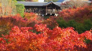 無料の景色。秋の東福寺。