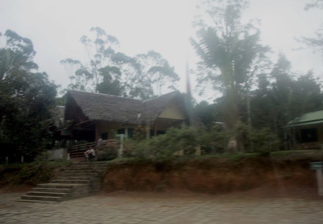 インドリ遭遇率が高い