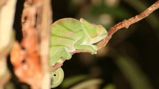 ナイト・サファリも出来ます