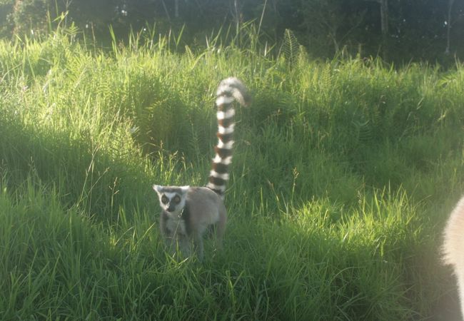 ワオキツネザルの島にも行けます