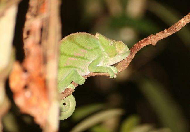 ナイト・サファリも出来ます