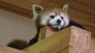 レッサーパンダの聖地