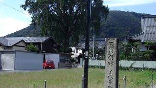 御葉付銀杏は天然記念物