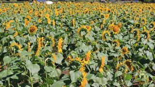 雄大な富士山を仰ぎコスモス、向日葵が目を楽しませてくれま～す。