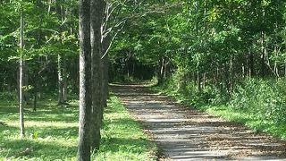 クマ出没注意です。