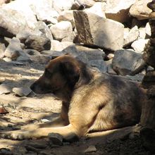 わんこがあちこちに寝てました。