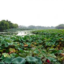 ワイルドな大きな蓮