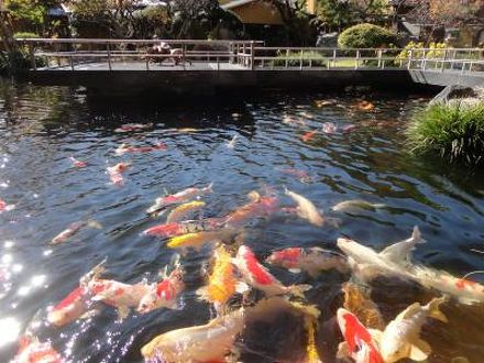 伊豆長岡古奈温泉 水庭の旅籠 すみよし館 写真