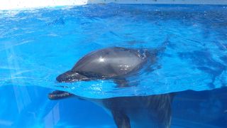イルカショーに興奮！でもびしょびしょ