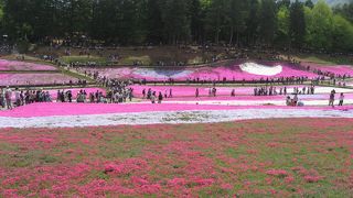 もちろん芝桜！