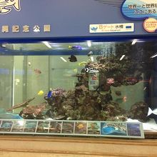 カラフル熱帯魚が泳ぐ大水槽・・・