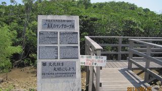 木の板の道からマングローブの林が楽しめる散歩コースです