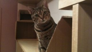 猫がたくさん。癒されます。