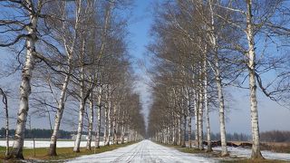 絶景！白樺並木