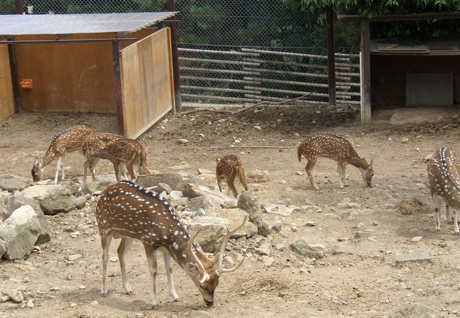 群馬サファリパーク クチコミ アクセス 営業時間 富岡 甘楽 フォートラベル 群馬サファリパーク クチコミ アクセス 営業時間 富岡 甘楽 フォートラベル