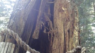 樹齢約６００年！！