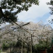 早咲きの渓仙桜。車折神社に春が来た。