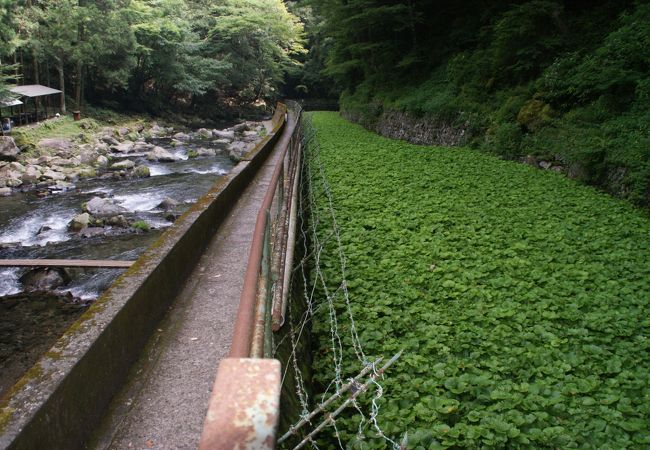 浄蓮の滝