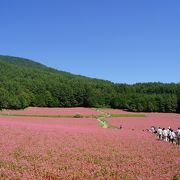 蕎麦の花は、赤かった