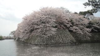 1200本の桜は圧巻！