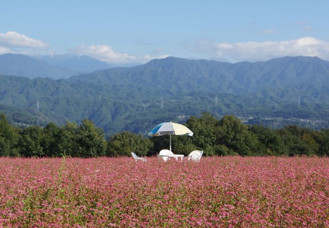 信州中川赤そば花まつり 休 クチコミ アクセス 営業時間 高森 松川 フォートラベル 信州中川赤そば花まつり 休 クチコミ アクセス 営業時間 高森 松川 フォートラベル