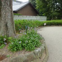 １０月は小さな「伊豆の華」だけが咲いていました