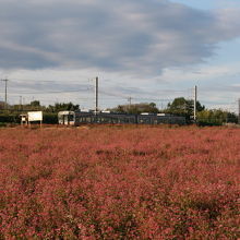 信州中川赤そば花まつり(休)