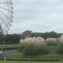 パンパスブラス