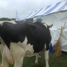 この牛さんの乳搾りしました