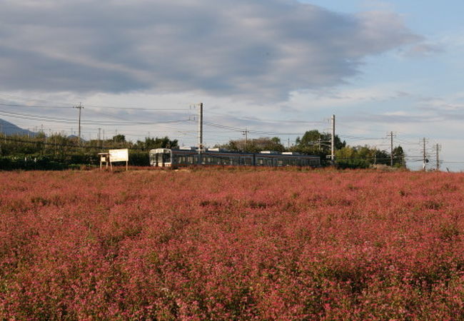 信州中川赤そば花まつり(休)