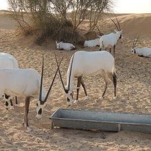 珍しかったオリックス。彼らは飼育されています。