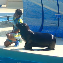 アシカのショー