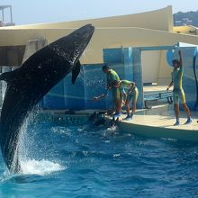 イルカショー