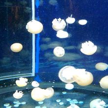 ブラウンドットジェリーというらしい 