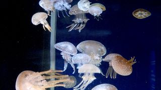 くらげの展示が面白い．アシカイルカショーもなかなか