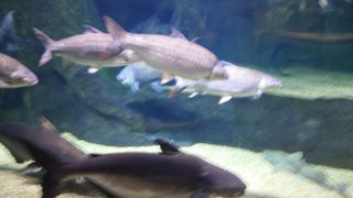 一見の価値あり　世界最大級の淡水魚の水族館