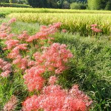 参道の両側にたくさんの彼岸花が咲いていました