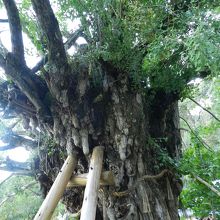 樹齢1200年というイチョウのご神木