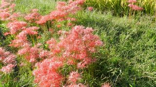 秋分の日前後になると周りに彼岸花が咲き乱れます