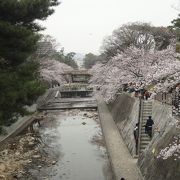 約1600本の桜が咲き誇る川辺