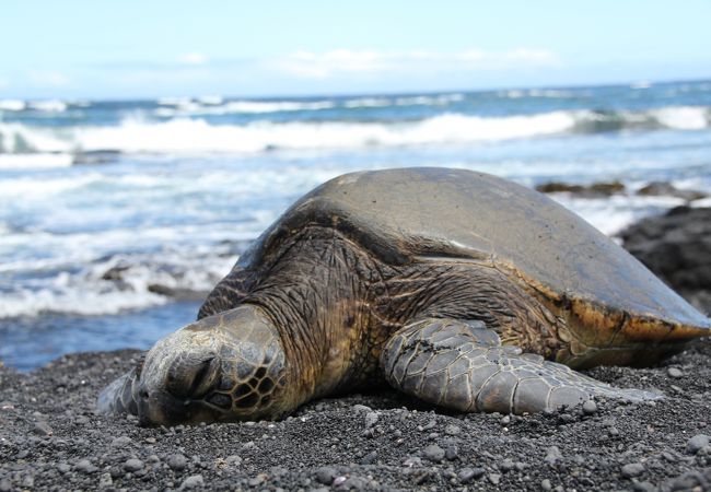 プナルウ黒砂海岸 クチコミ アクセス 営業時間 ハワイ島 フォートラベル プナルウ黒砂海岸 クチコミ アクセス 営業時間 ハワイ島 フォートラベル
