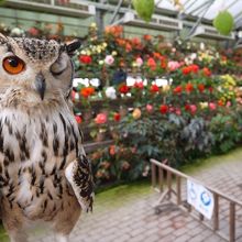 富士花鳥園