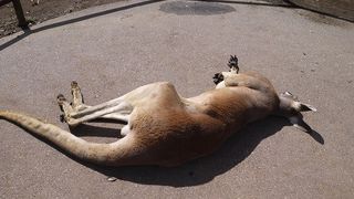 たくさん動物にふれあえます